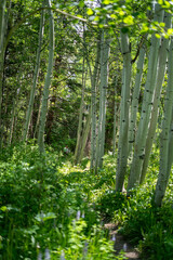 Wooded Mountain Path with Evergreens and Wildflowers – Serene Nature Escape