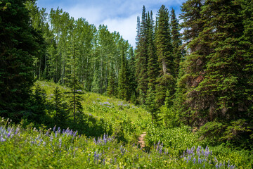Wooded Mountain Path with Evergreens and Wildflowers – Serene Nature Escape