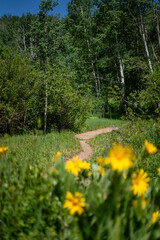 Wooded Mountain Path with Evergreens and Wildflowers – Serene Nature Escape