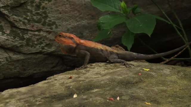 Rare 4k video of two animals, male and female agama lizard, India
