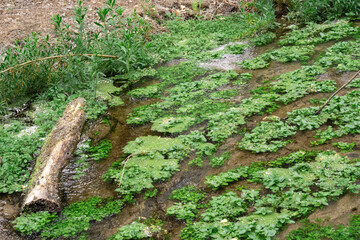 Obraz premium mossy creek