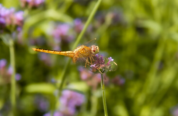 dragonfly on a flower