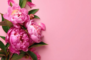 Beautiful pink peony roses on pink background