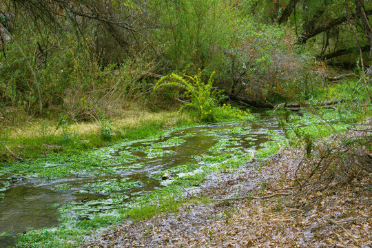 stream in the forest