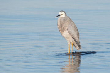 White-faced heron