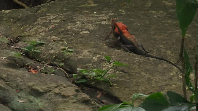 Rare 4k video of two male and female agama lizards mating in natural habitat among the trees in the forest, Animal having sex, Animals wildlife documentary film footage love cinematic animal nature.