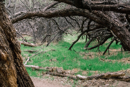 tree in the woods