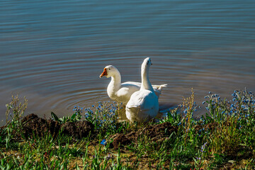 White Geese Swimming in a Row on a Blue Lake