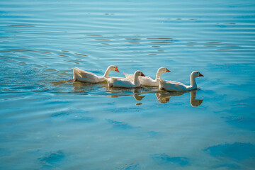 White Geese Swimming in a Row on a Blue Lake