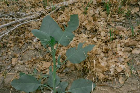 closeup plant