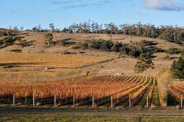 Autumn in the vineyard - Apslawn, Tasmania, Australia