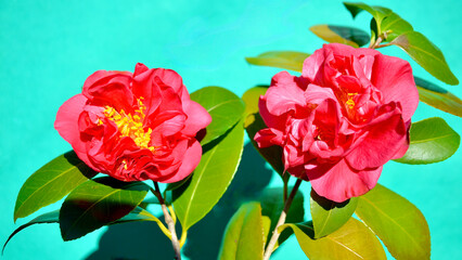 A closeup of a beautiful red camellia.