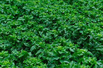 Green stem lettuce crops in the field