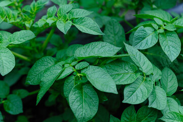 Potato crops in growth at field