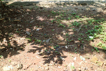 Sunlit Soil with Green Plants and Shadows