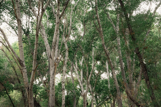 forest in the morning