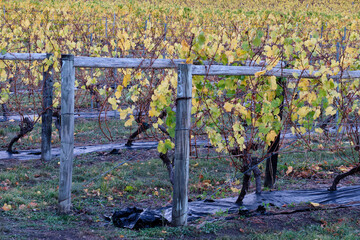 Autumn in the vineyard - Apslawn, Tasmania, Australia