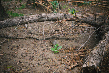 tree roots in the ground