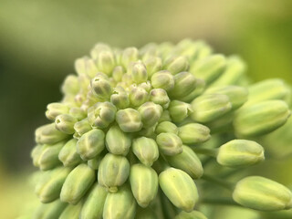 4月のハボタンの蕾 2025/4/11