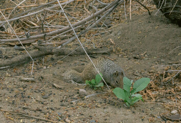 squirrel on the ground