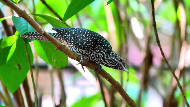western koel perching on tree