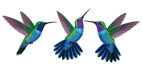Obraz premium A digital illustration of three hummingbirds in flight against a pure white background