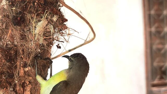 A female sunbird (spiderhunter) is seen in a close-up video busily weaving and building a pendulum-shaped hanging nest, set against a beautiful view of nature.