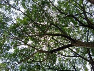 A view from below of large tree branches spreading wide, covered in dense green leaves against a bright sky