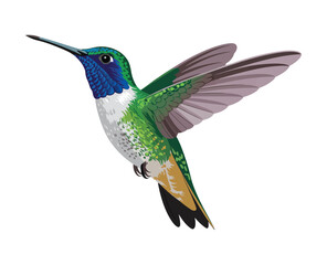 A photorealistic digital illustration of a hummingbird in mid-flight against a pure white 