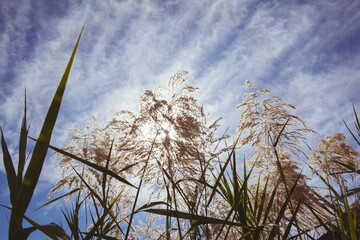 Reed stalks are rising in flat design illustration, with feathery plumes backlit by sun © vectorfusionart