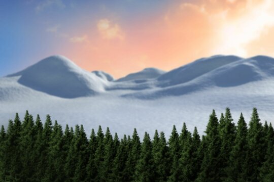 Fototapeta Fir tree forest in snowy land