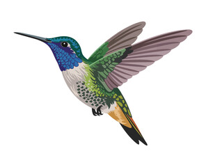 Obraz premium Photorealistic hummingbird in flight on a clean white background