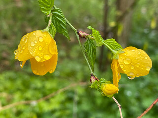 神田川4月：雨のヤマブキの花 2025/4/3