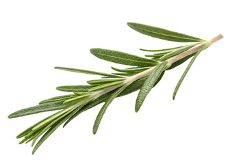 Obraz premium Fresh rosemary sprig isolated on black background