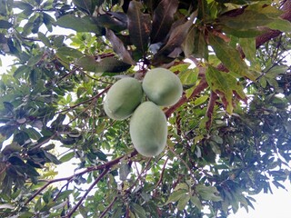 A close-up of four unripe green mangoes hanging from a tree, surrounded by dense green foliage