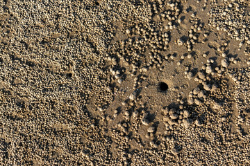 Crab burrow on the beach in South Korea