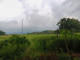A lush green rice field under a cloudy sky, with papaya trees in the foreground and a tall cell...