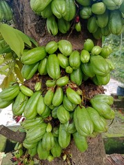 Clusters of fresh green bilimbi fruits growing directly on the tree trunk, surrounded by small flowers and leaves