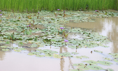 Lotus in a natural pond