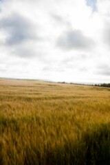 Agriculture land against sky