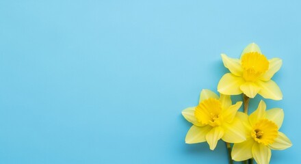 Obraz premium Vibrant Yellow Daffodils on a Light Blue Background Spring Flowers, Floral Photography