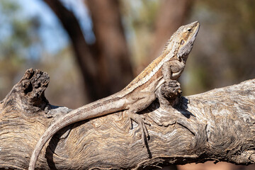 Burn's Dragon basking on log, Western Queensland Australia