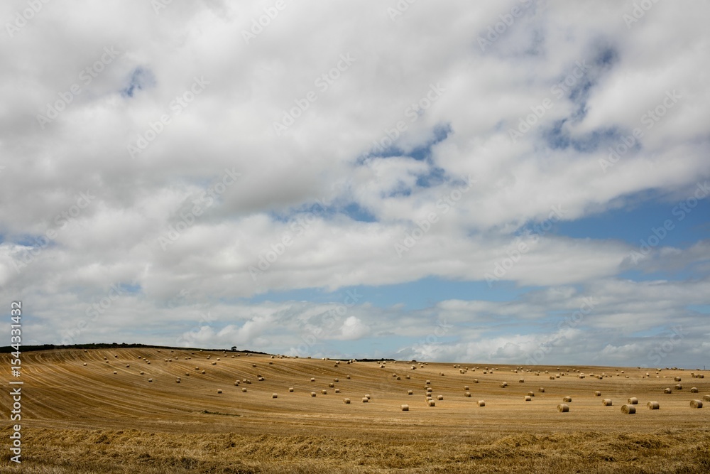 Poster harvested wheat field is unfolding across hills in flat design with stubble rows, straw bales