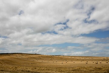 Harvested wheat field is unfolding across hills in flat design with stubble rows, straw bales
