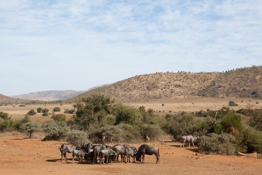 Fototapeta Group of wildebeests on field