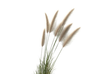 Obraz premium Beige pampas grass isolated on transparent background