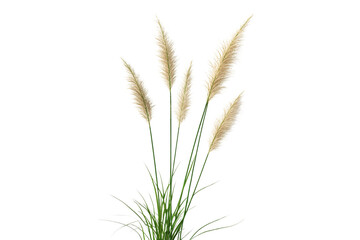Beige pampas grass isolated on transparent background