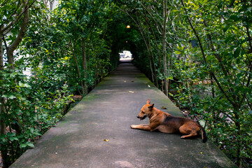 A red dog is sleeping
