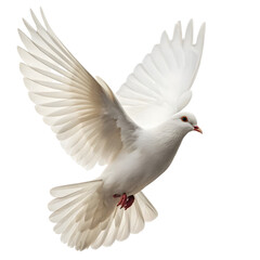 white dove flying isolated on transparent background
