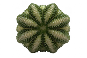 Floral Geometric Sphere Design